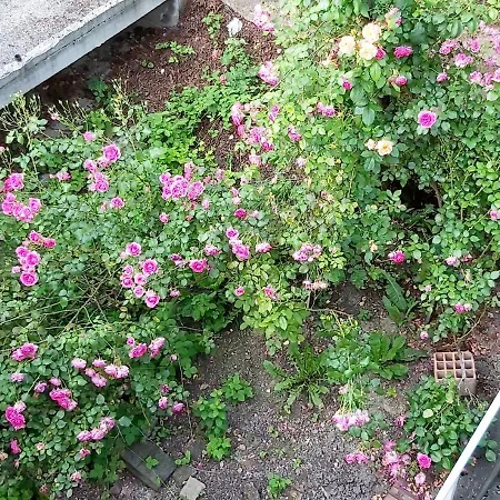 Apartman Miya Free Parking *